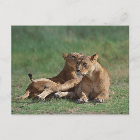 Lion 5 postkarte (Vorderseite)