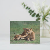 Lion 5 postkarte (Stehend Vorderseite)