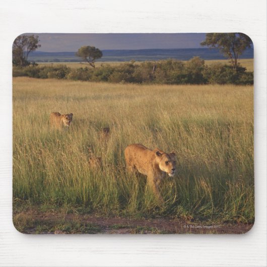 Lion 6 mousepad (Vorne)