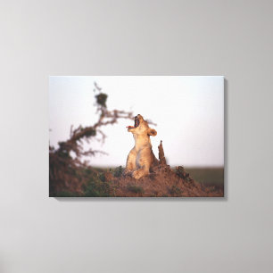 Lion 7 leinwanddruck