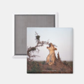 Lion 7 magnet (Vorderseite/Rückseite)