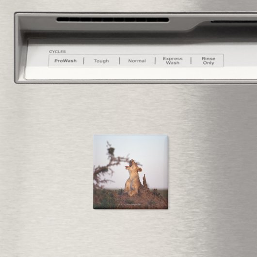 Lion 7 magnet (In Situ (Geschirrspüler))