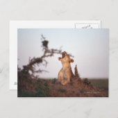 Lion 7 postkarte (Vorne/Hinten)