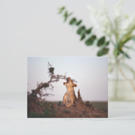 Lion 7 postkarte (Stehend Vorderseite)