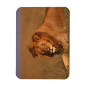 Lion 8 magnet (Vertikal)