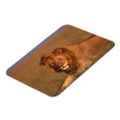 Lion 8 magnet (Linke Seite)