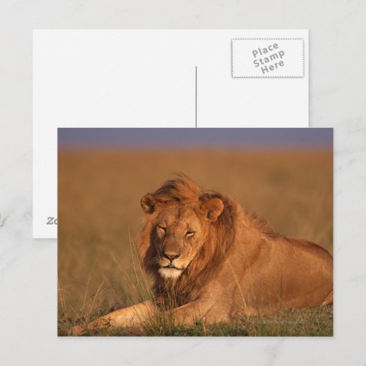 Lion 8 postkarte (Vorne/Hinten)