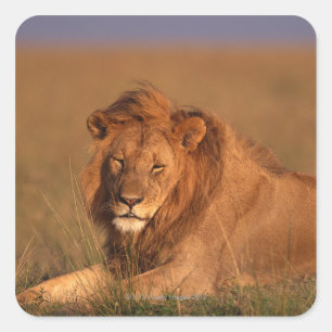 Lion 8 quadratischer aufkleber