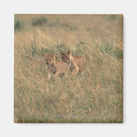 Lion 9 magnet (Vorne)