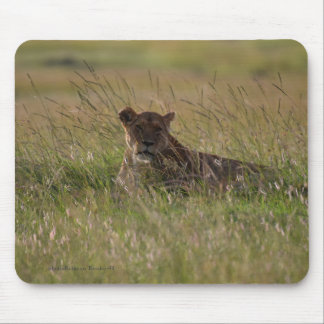 Lion Africa Savannah Mousepad