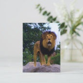 Lion auf einer rockigen Postkarte (Stehend Vorderseite)
