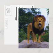 Lion auf einer rockigen Postkarte (Vorne/Hinten)