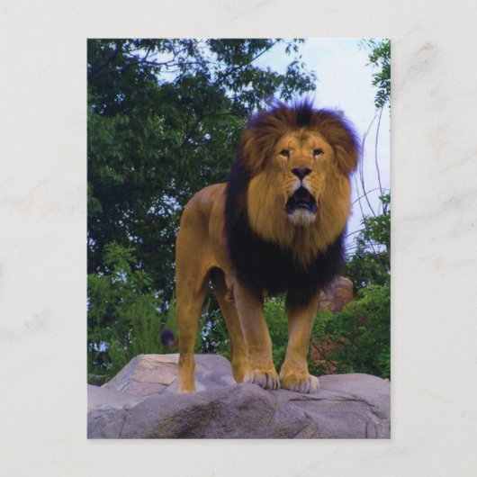 Lion auf einer rockigen Postkarte (Vorderseite)