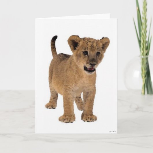 Lion Baby Card Karte (Vorderseite)