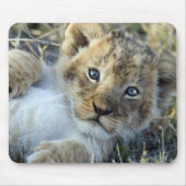 Lion Baby Mousepad (Vorne)