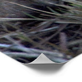 Lion Baby Poster (Ecke)