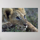 Lion Baby Poster (Vorne)