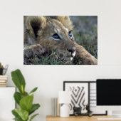 Lion Baby Poster (Heimbüro)
