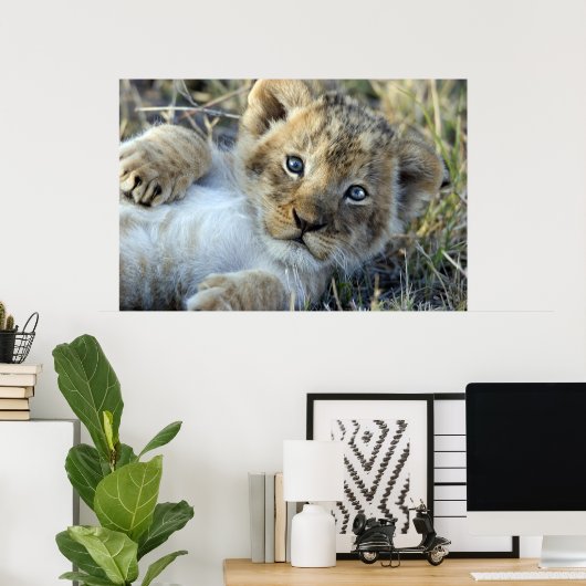 Lion Baby Poster (Heimbüro)