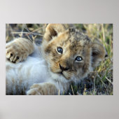 Lion Baby Poster (Vorne)