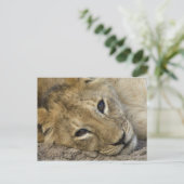 Lion Baby Postkarte (Stehend Vorderseite)