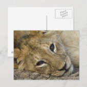 Lion Baby Postkarte (Vorne/Hinten)