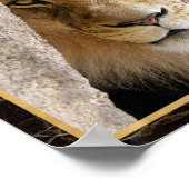 Lion Big Cat Foto Image Print Poster (Ecke)