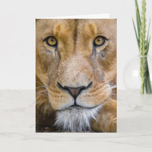LION BIRTHDAY GREETING CARD KARTE