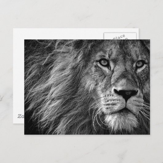 Lion Black & White Postkarte (Vorne/Hinten)