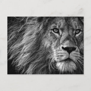 Lion Black & White Postkarte