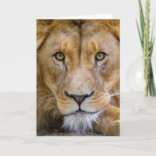 LION CARD BLANK KARTE (Vorderseite)
