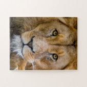 LION CLOSEUP FOTOGRAFIE JIGSAW PUZZLE (Horizontal)