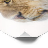 Lion Couple Foto Print (Ecke)