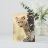 Lion Cub Climbing Tree Niedliches Foto Postkarte (Stehend Vorderseite)