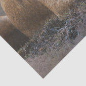 Lion Cub Decoupage Seidenpapier (Detail)