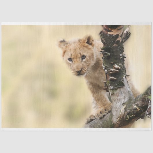 Lion Cub Decoupage Tissue Paper Seidenpapier (Vorderseite)