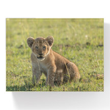 Lion Cub Foto in der Wildnis