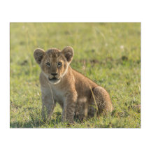 Lion Cub im wilden afrikanischen Umfeld
