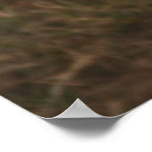 Lion cub in Masai Mara Poster (Ecke)