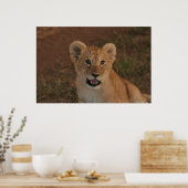 Lion cub in Masai Mara Poster (Küche)