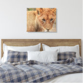 Lion Cub Leinwanddruck (Insitu (Schlafzimmer))