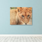 Lion Cub Leinwanddruck (Insitu (Holzboden))