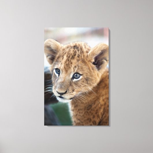Lion Cub Leinwanddruck (Vorderseite)