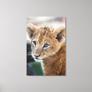 Lion Cub Leinwanddruck