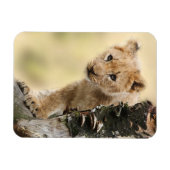 Lion Cub Magnet (Horizontal)