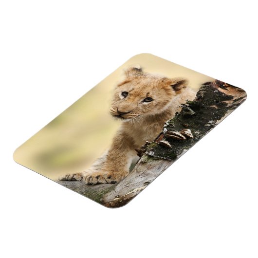 Lion Cub Magnet (Linke Seite)