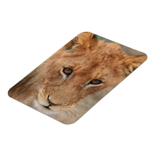 Lion Cub Magnet (Linke Seite)