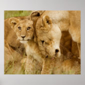 Lion Cub & Mother Poster (Vorne)