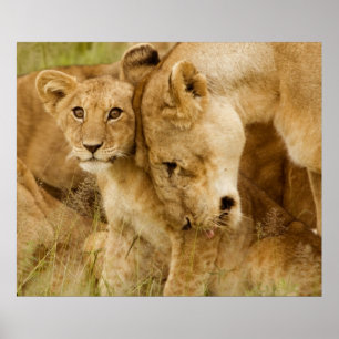 Lion Cub & Mother Poster