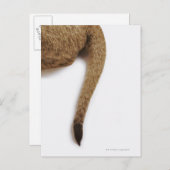 Lion cub (Panthera leo) gegen weiß Postkarte (Vorne/Hinten)